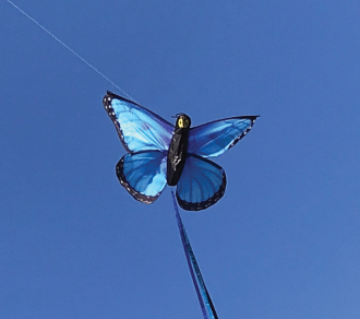 Kite Butterfly Blue Morpho