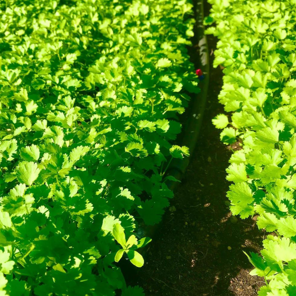 A field of fresh cilantro at the biodynamic farm at one gun ranch 