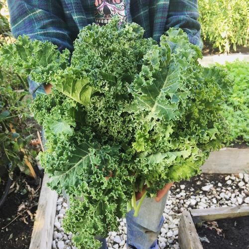 A bunch of curly kale picked from a biodynamic farm at One Gun Ranch. 