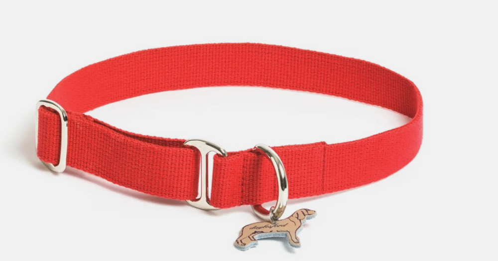 Lucky Dog Collar