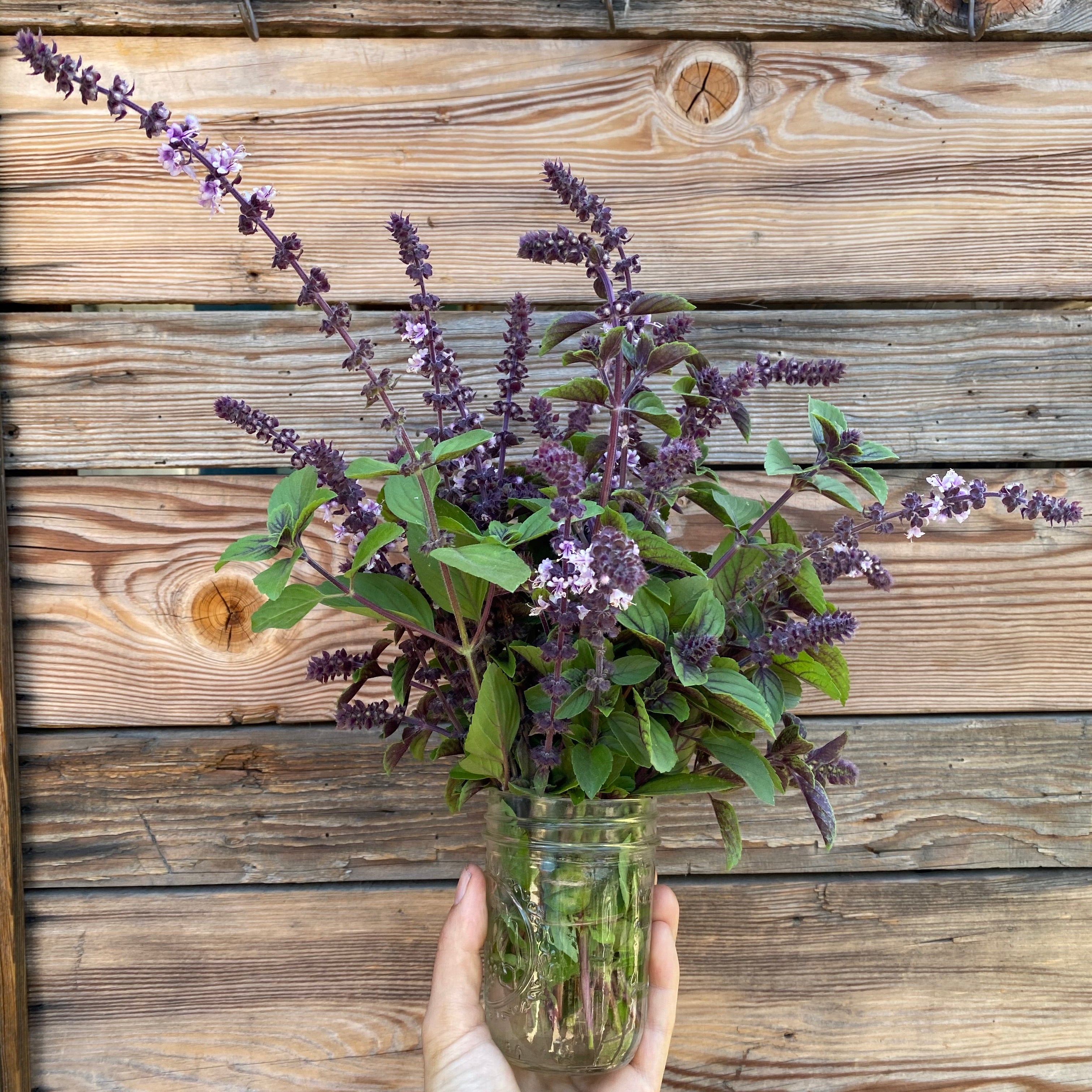 African Blue Basil Bunch